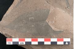 Foto (Detailansicht) von Zizyphus paradisiacus Unger (NHMW-GEO-2024-0188-8057b)